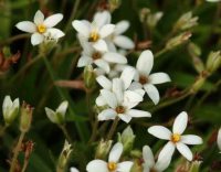 Numerous white flowers